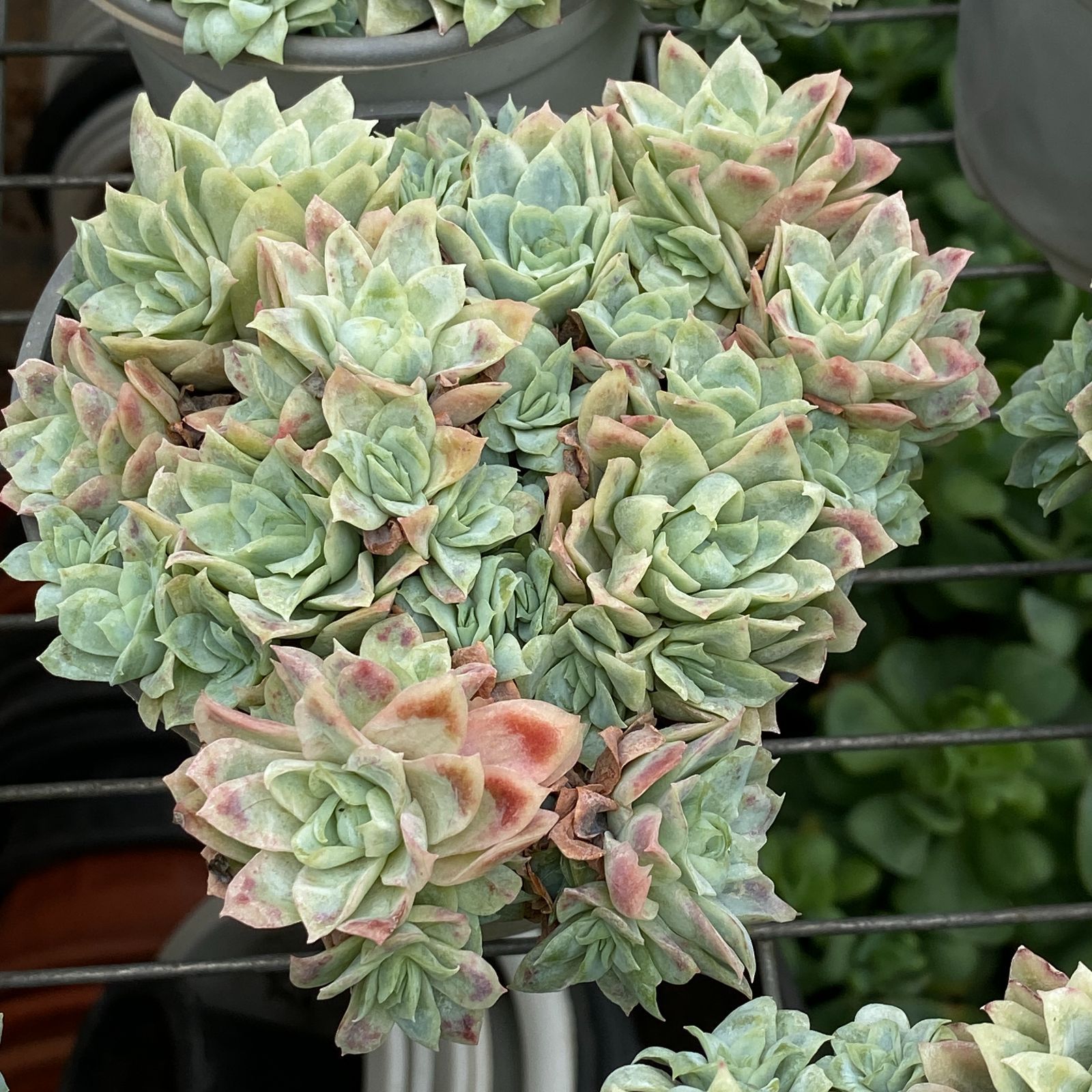 NGN1435×35 アイス片錦群 抜き苗 多肉植物 アエオニウム エケベリア 韓国苗