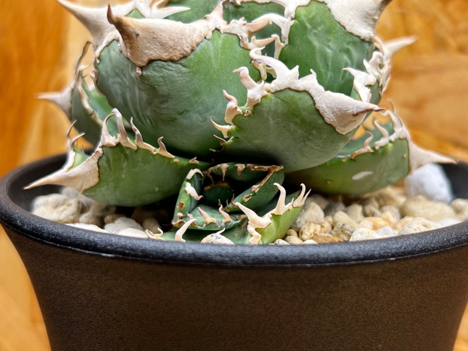 アガベ チタノタ ホオジロザメ 