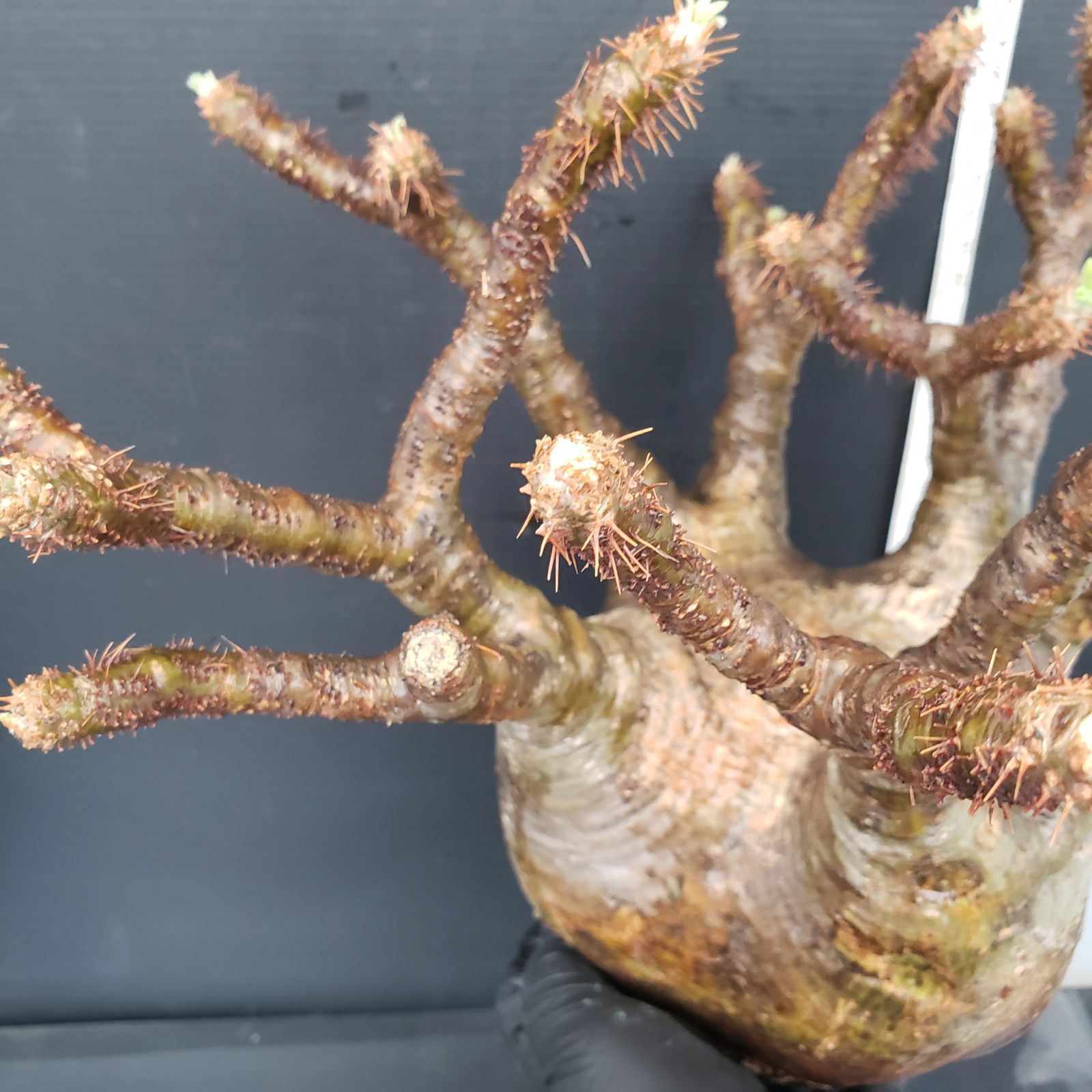 グラキリス M597【最新到着】Pachypodium グラキリス（L）（現地球・抜き苗