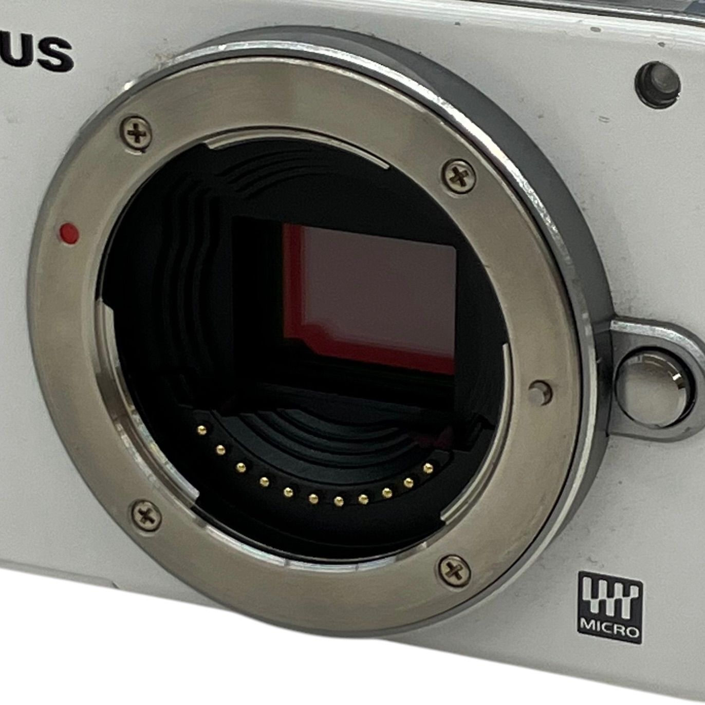 健康＆ご多幸祈願】サンタパンダちゃんプルメリアXmasリース4色