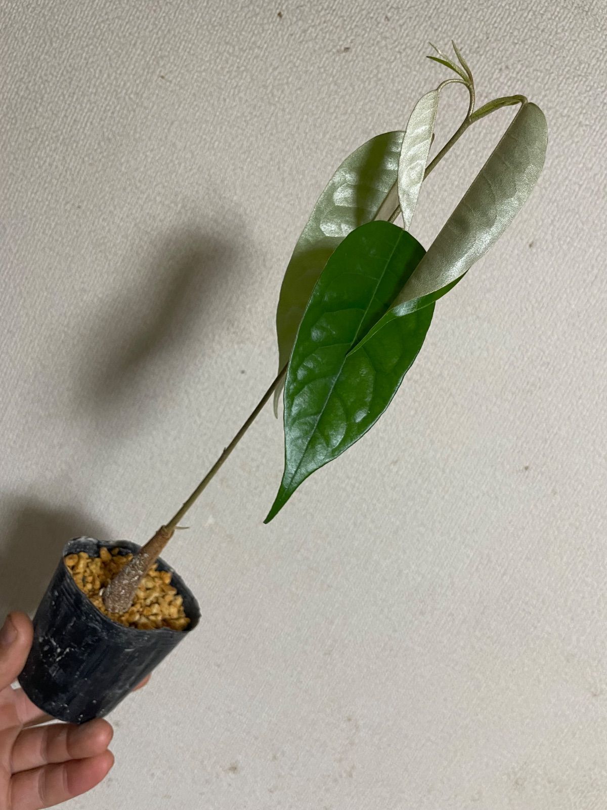 ⭐️ドリアン苗1鉢⭐️ モントーン種 Durio zibethinus - メルカリ