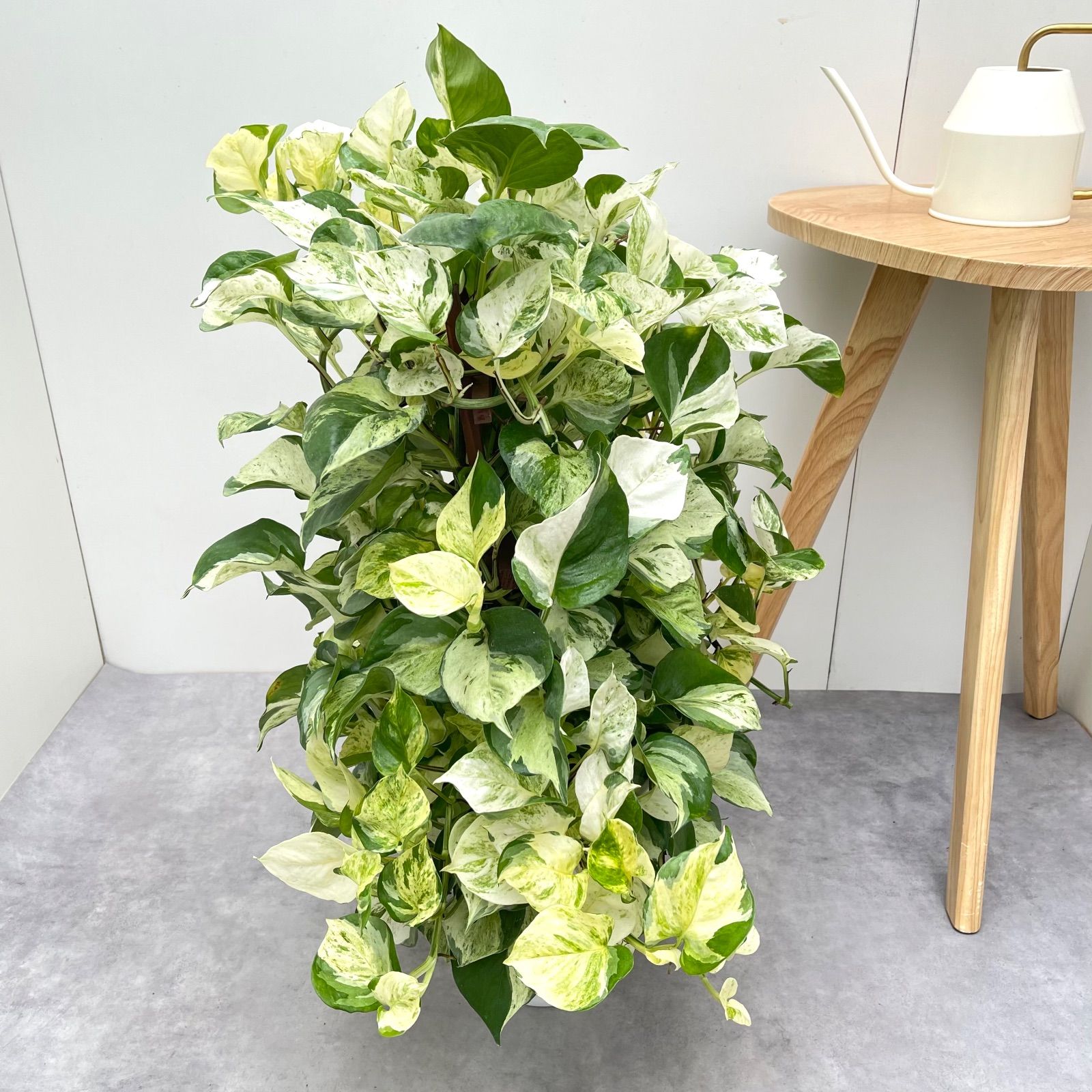 ポトス ステータス 1 現品 観葉植物 室内 7号 YUZUMIYA_COM