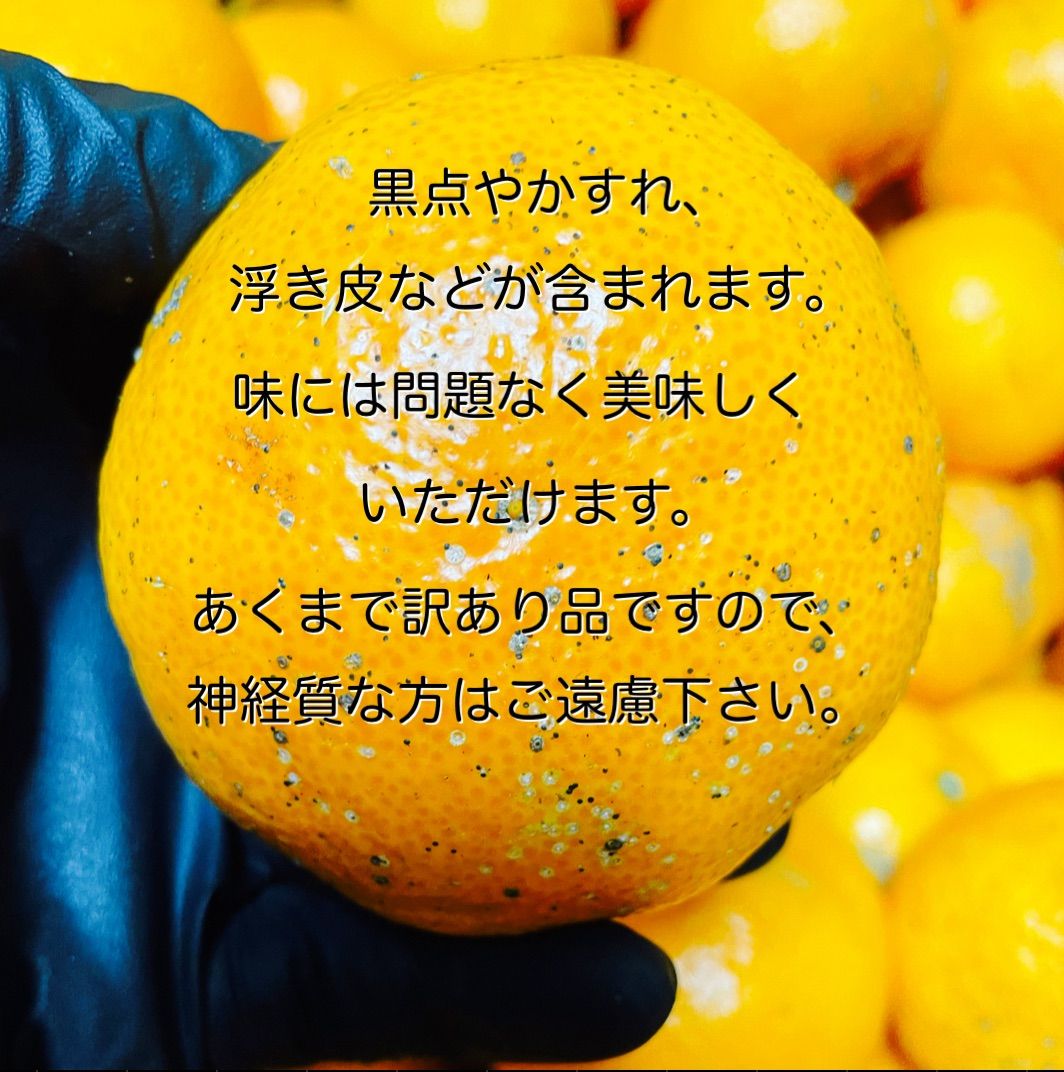 有田みかん 早生