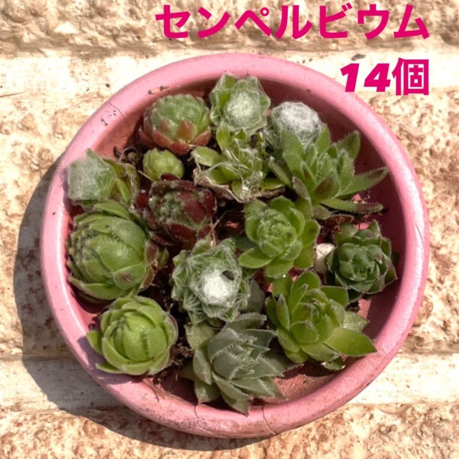 専用センペルビウム SET╰(*´︶`*)╯♡ - 観葉植物