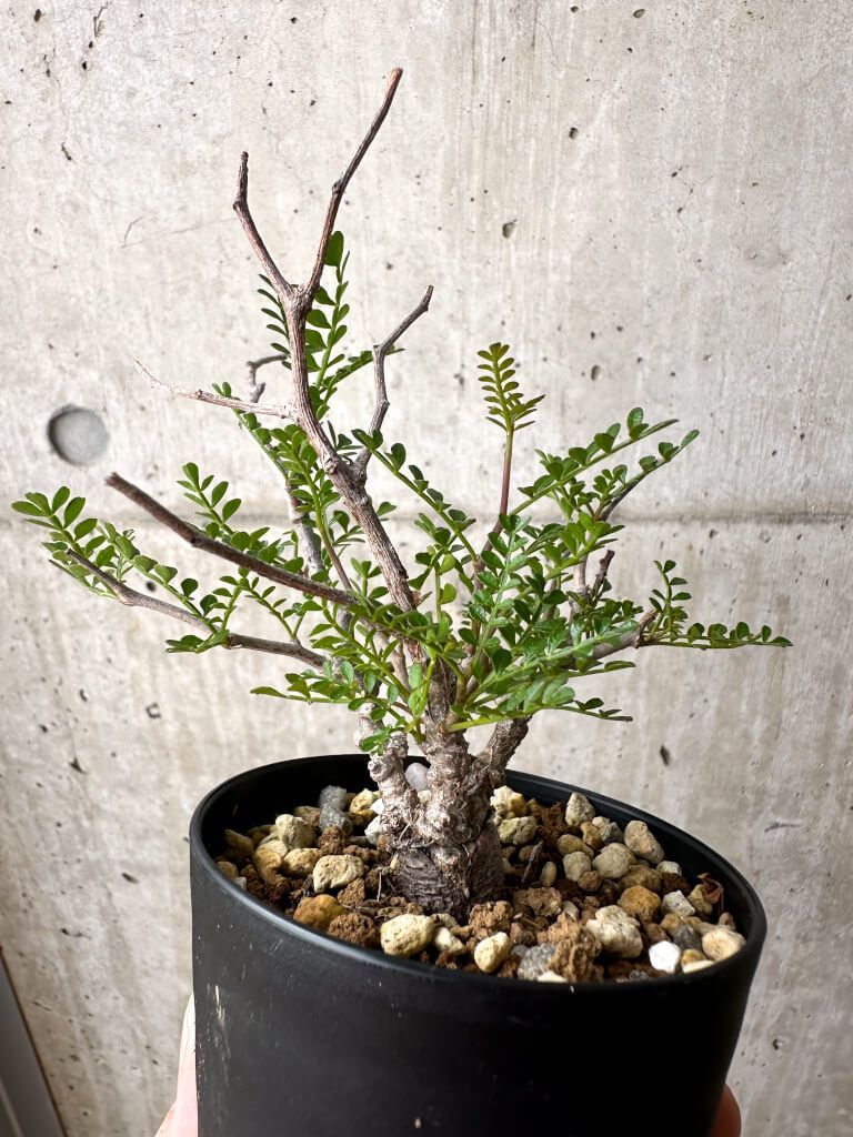 美樹形❗️ オペルクリカリア パキプス 2021根挿 ② 雄株 造り込み歴 【