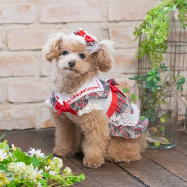 ミニチュアダックスフンド DM DML ロンパース犬の服犬服わんこ服