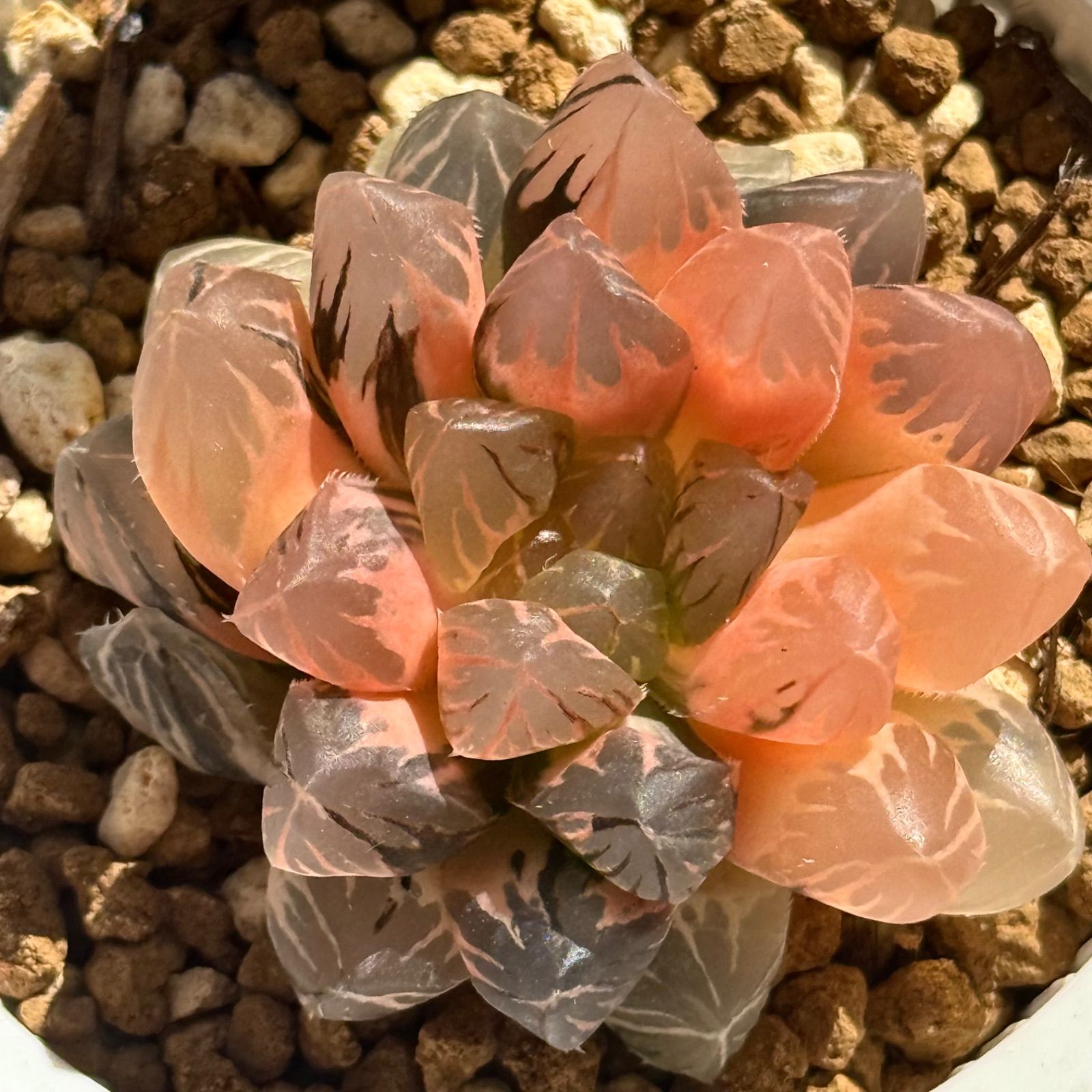 ブラックオブツーサ錦 親株 H1740 超美株 Amazon｜多肉植物 観葉植物