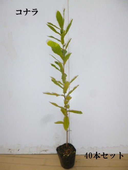 40本セット コナラ樹高0.5m前後10.5cmポット