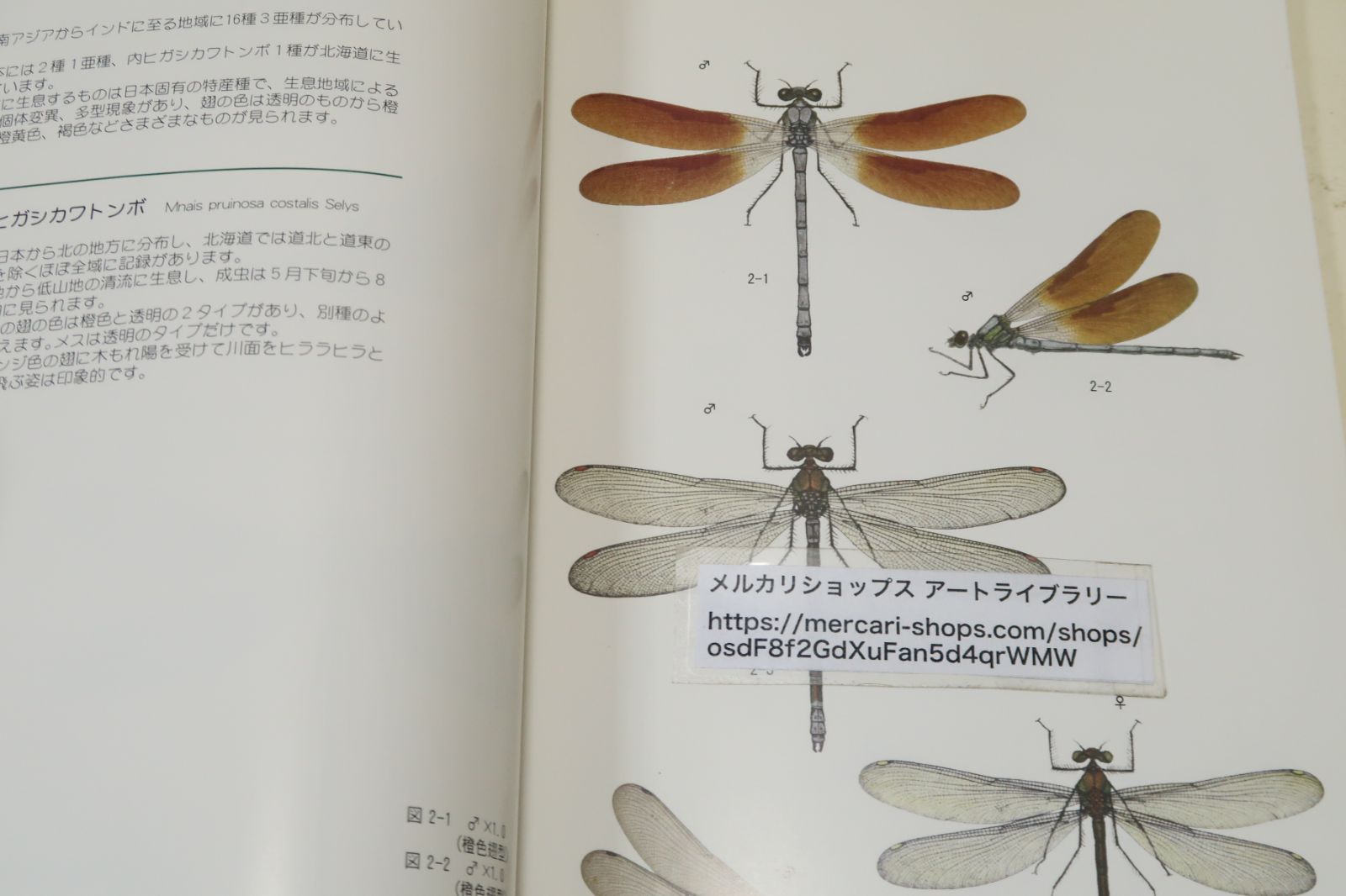 北海道のトンボ/二橋愛次郎/北海道で見られるトンボを精密な
