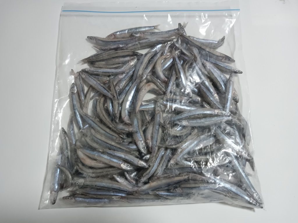 キビナゴ 冷凍 500g 釣り餌 魚のエサに ダトニオ アロワナ ガー など スルルーにも 撒き餌 まき餌