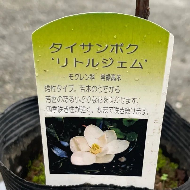 苗木