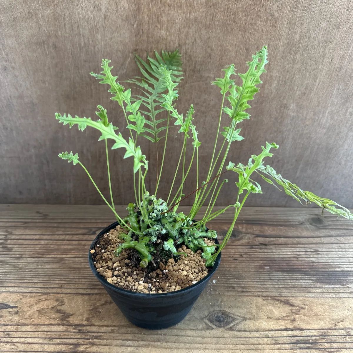 石化 タイワンアオネカズラ① Polypodium formosanum 現品 ウラボシ科