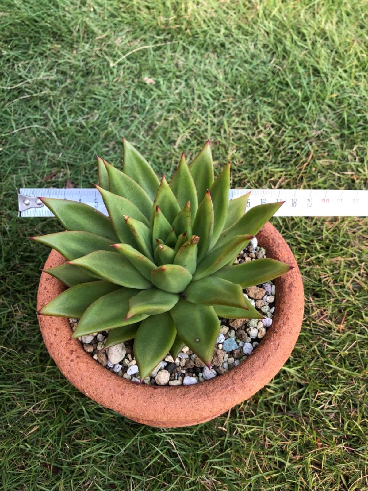 正規通販 新品 未使用 リップスティック エケベリア 大苗 紅葉中 多肉植物 韓国苗 植物 観葉植物 Lavacanegra Com Mx Lavacanegra Com Mx