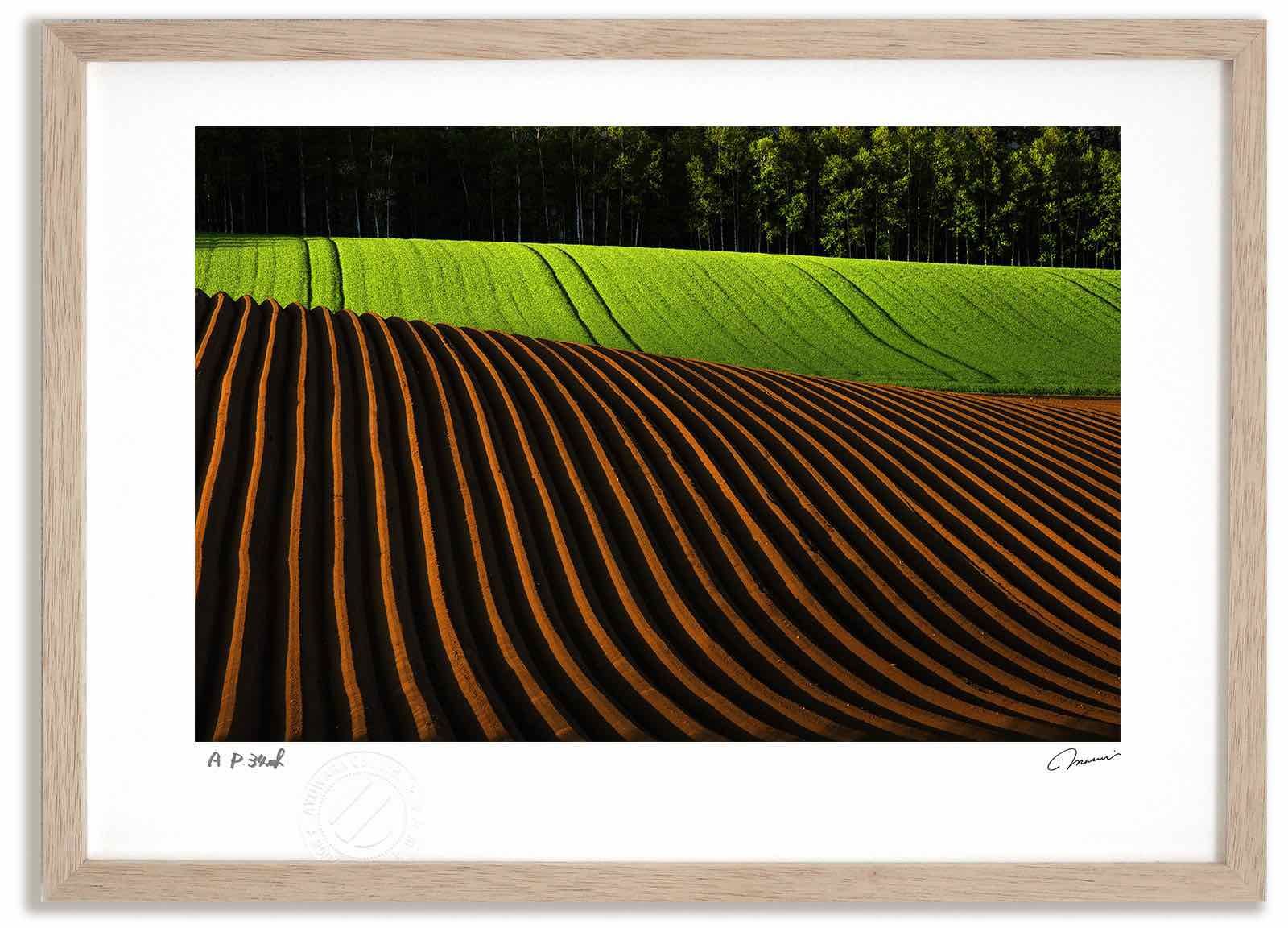 アートフォト 絵画 アスパラ畑と十勝岳連峰 高橋真澄/インテリア 額入り 額装込 風景画 油絵 ポスター アート アートパネル リビング 玄関 プレゼント モダン アートフレーム 飾る Mサイズ アートフォト 絵画 アスパラ畑と十勝岳連峰 高橋真澄/インテリア 額入り 額装込 風景画 油絵 ポスター アート アートパネル リビング 玄関 プレゼント モダン アートフレーム 飾る Mサイズ