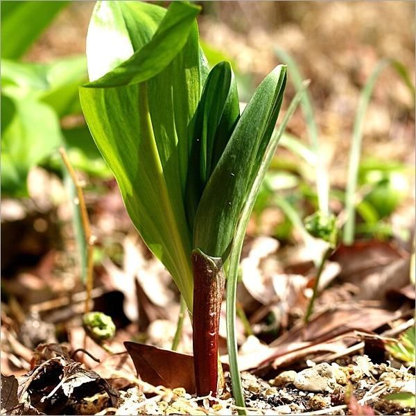 野菜 ギフト