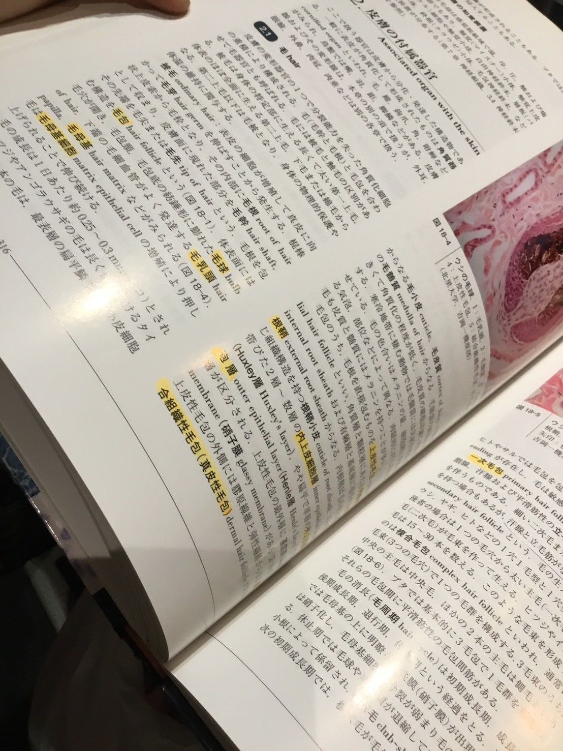 獣医組織学 第8版 大型本 – 2020/3/30 日本獣医解剖学会 (著