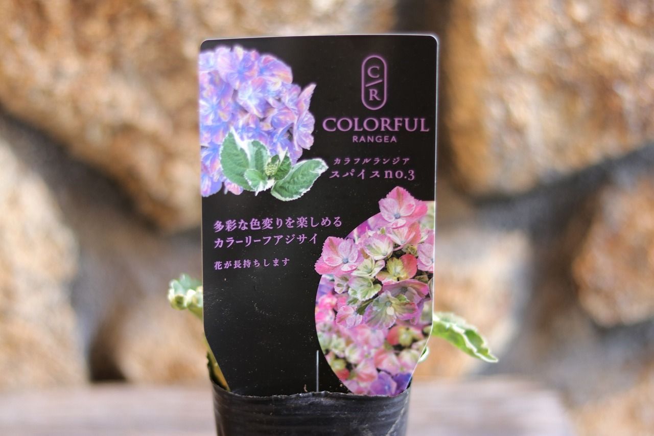 カラフルランジア☆スパイスno.1 紫陽花 希少 ハイドランジア