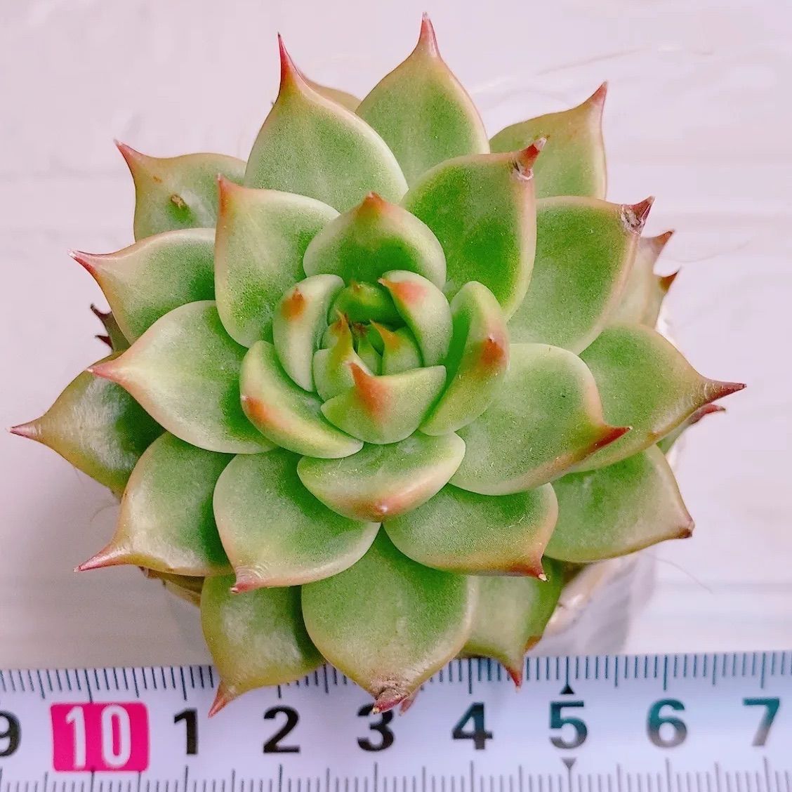 トスカネッリ 多肉植物 韓国苗 ➅ トスカネリ - メルカリ