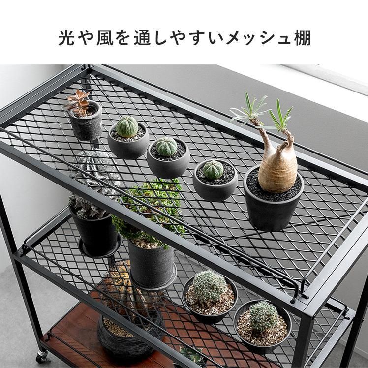 棚