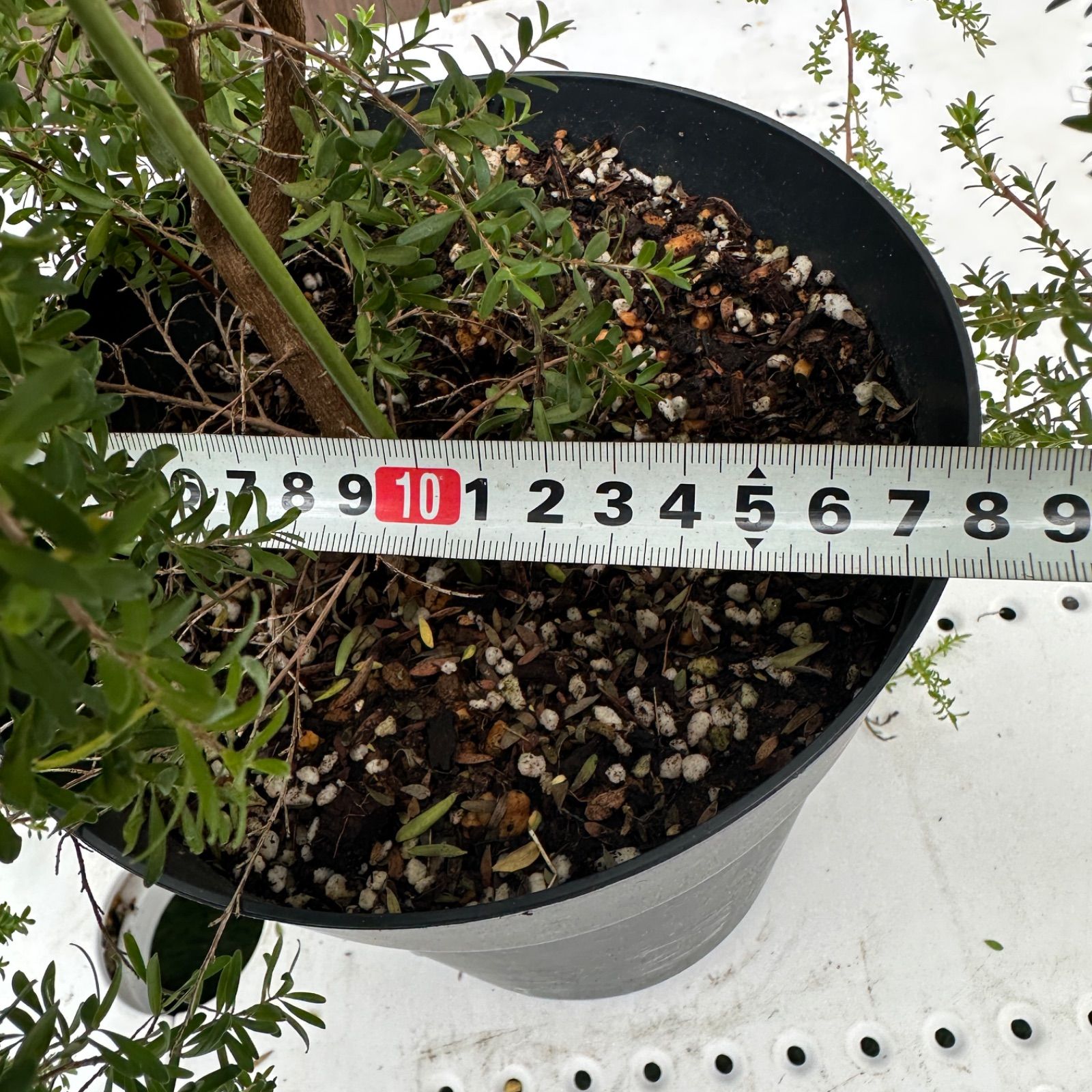 現品】④ レプトスペルマム バーチカルドロップ 6号 ティーツリー