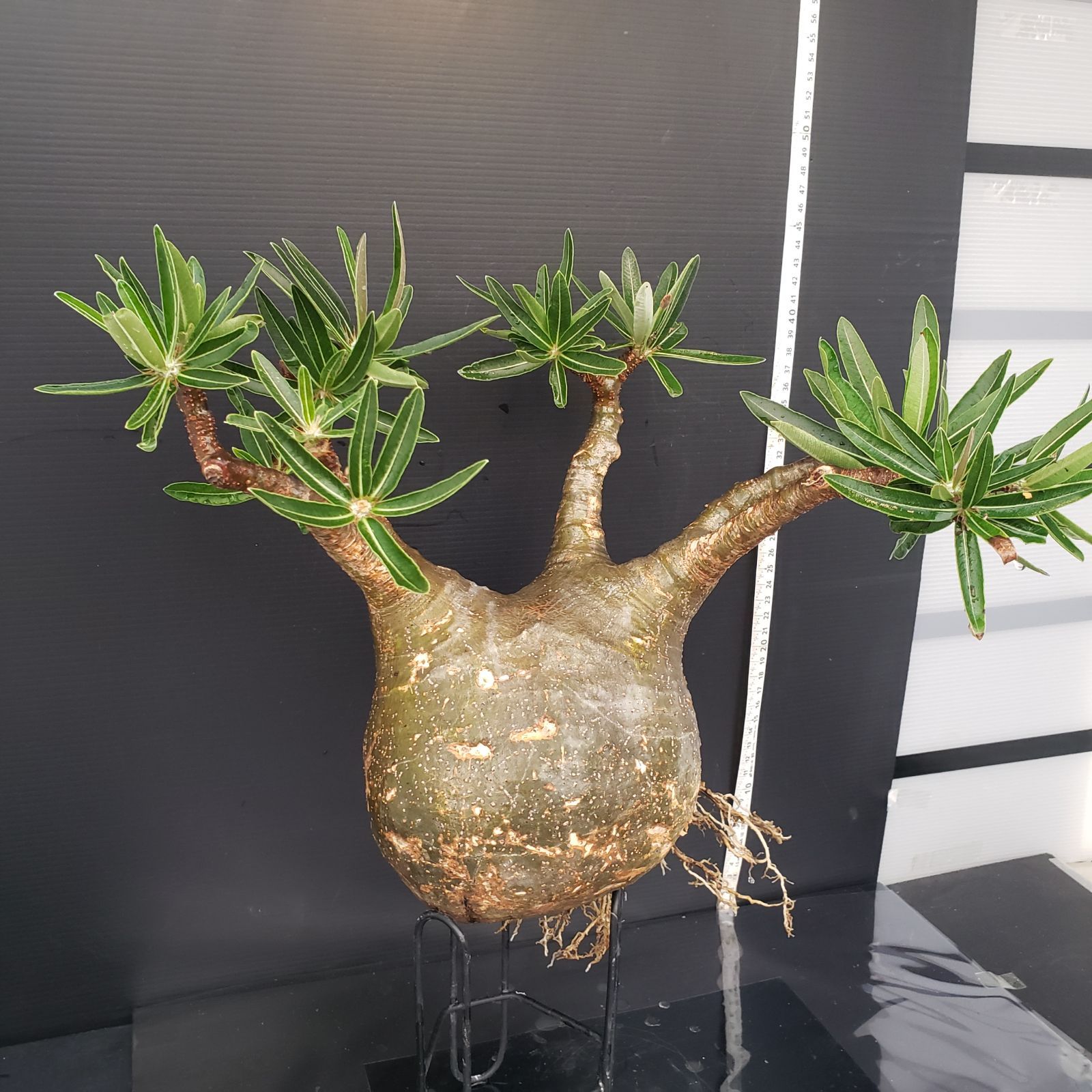 P296【自社養生・発根株】Pachypodium グラキリス（LL）（現地球