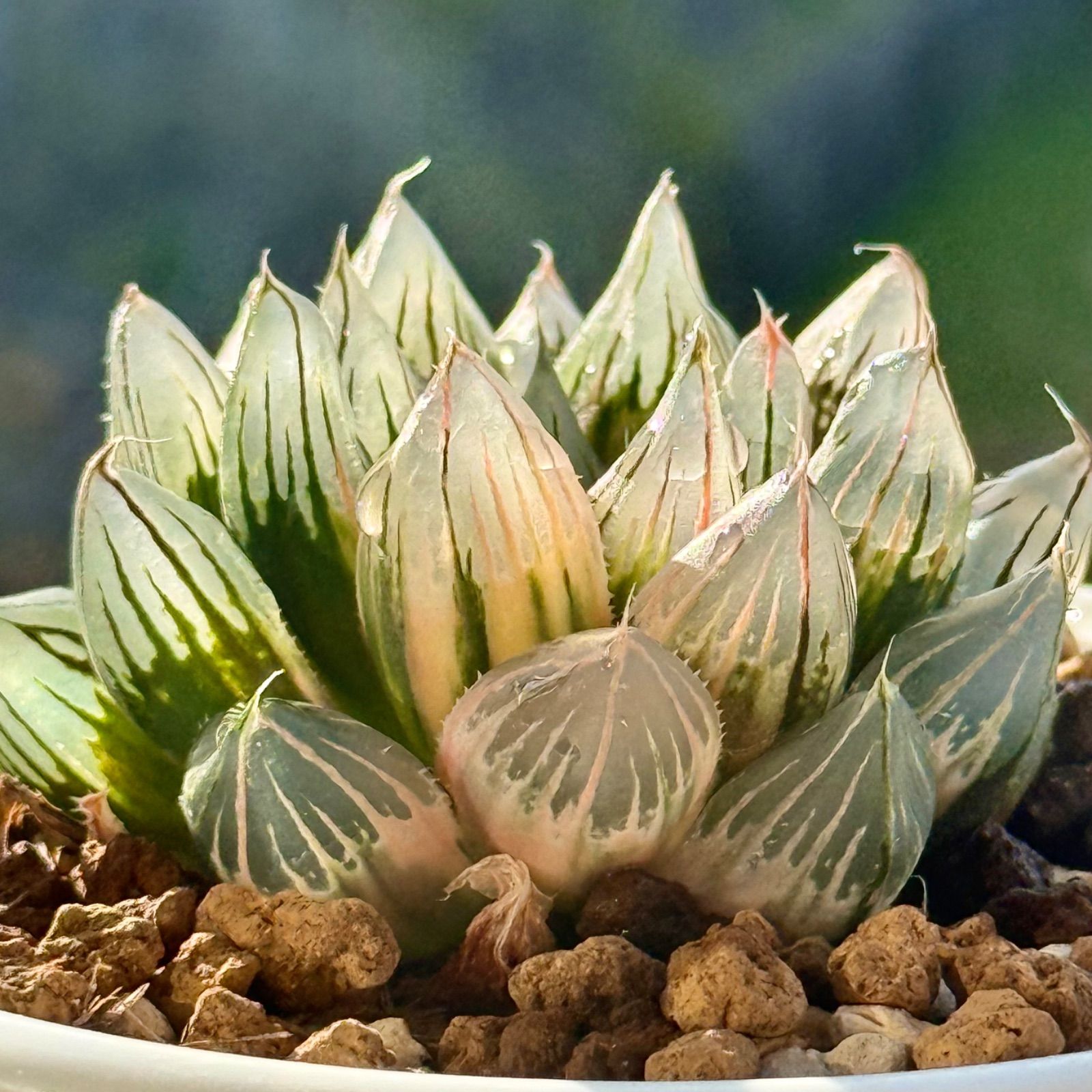48e 多肉植物　ハオルチア　オーロラ白糊斑　自家繁殖　鉢植え発送 48e 多肉植物 ハオルチア オーロラ白糊斑 自家繁殖 鉢植え発送 48e