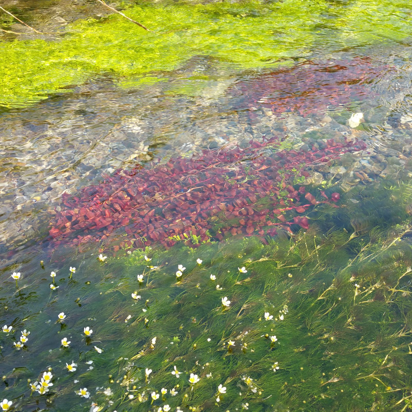 50本以上 阿蘇の湧水で育った日本の水草 ヒメバイカモ