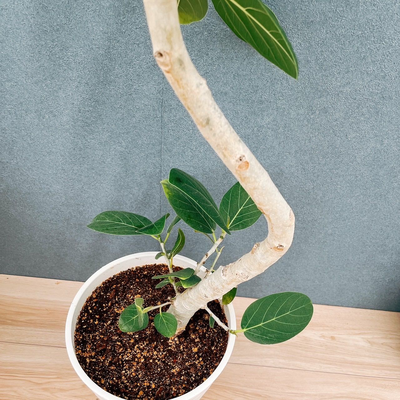 【丁度いいサイズ感♥】フィカス ベンガレンシス 曲がり ゴムの木 ちょうどいいサイズ♥】フィカス ベンガレンシス 曲がり ゴムの木