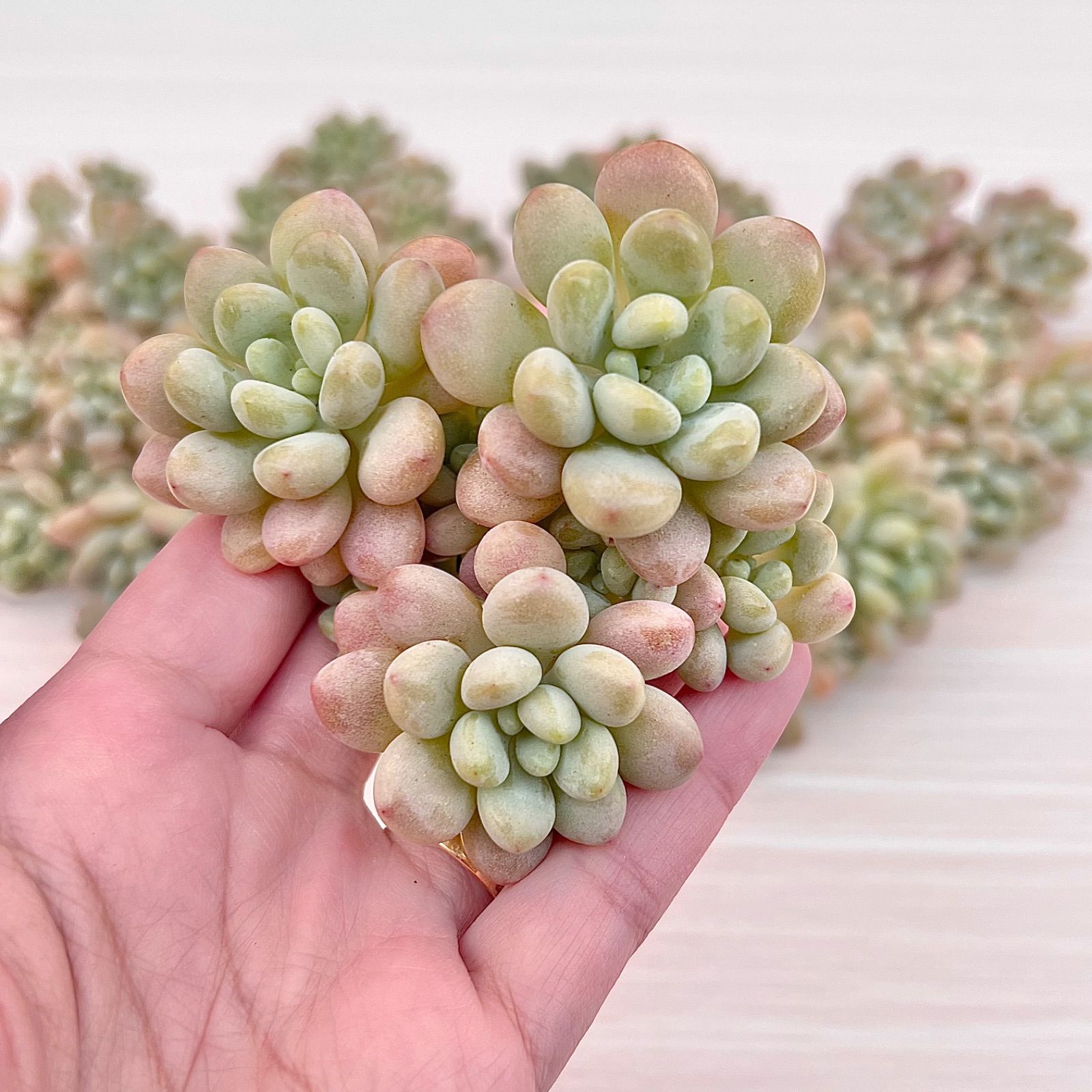 新種　クリームキャビア　群生　多肉植物　韓国苗 植物/観葉植物 インテリア小物 インテリア・住まい・小物 格安