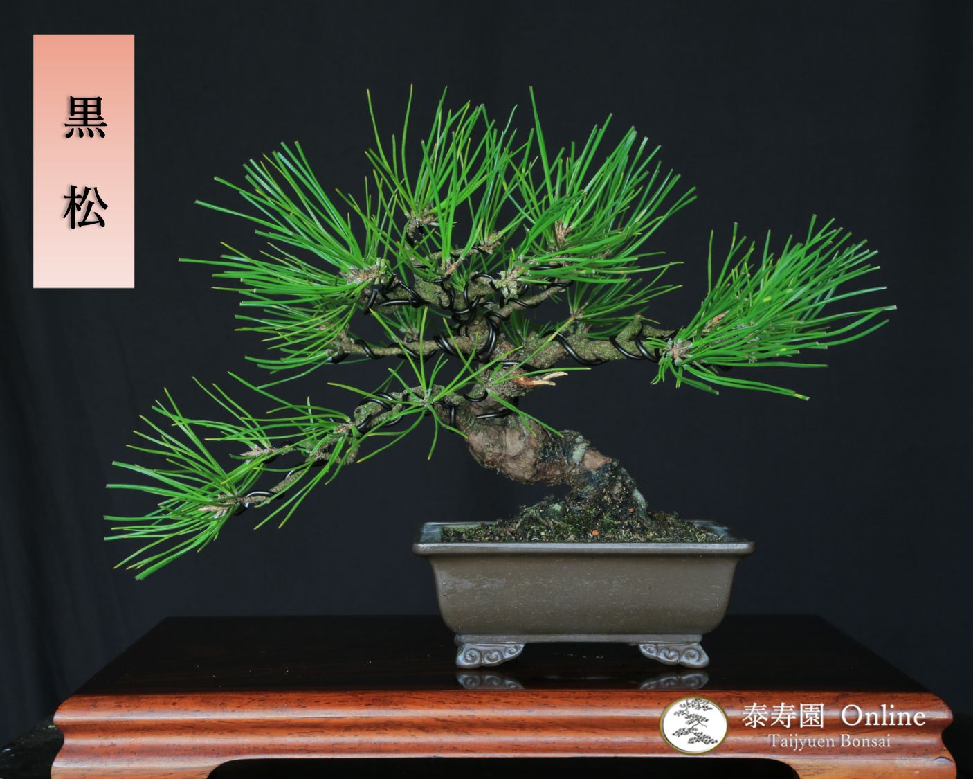 黒松 小品盆栽 泰寿園 Online 現品 松 盆栽 松柏 室内 鑑賞 趣味 卓上盆栽 盆栽鉢 グリーン 和 ギフト プレゼント 贈答品 ミニ盆栽 誕生日 母の日 父の日 敬老の日 記念日 お祝い インテリア 観葉植物