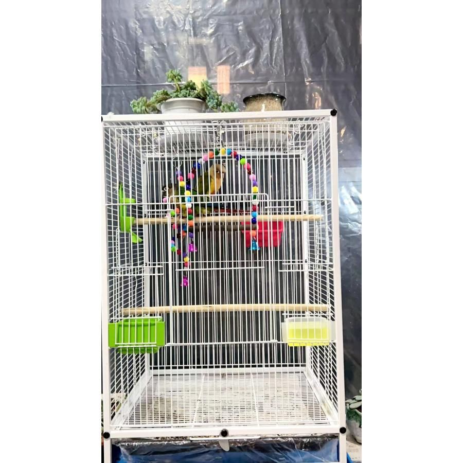 複数飼い大型インコ ケージ