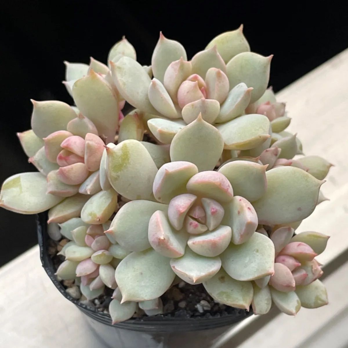 ★★めっちゃピンク❤️★パステル★抜き苗★子吹き中♪♪★多肉植物★★ 多肉植物 ピンクパステル 新入荷 るる農園 | るる農園~多肉植物専門