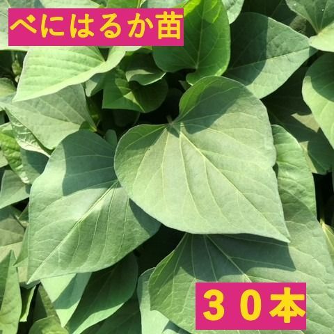 予約】発送時期6月上旬 さつまいも苗 50本【べにはるか】茨城県産 