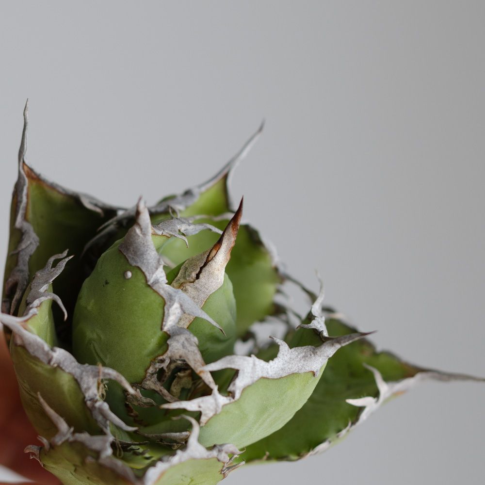 値下げ中】アガベ チタノタ烈焔（逆刺） - メルカリ