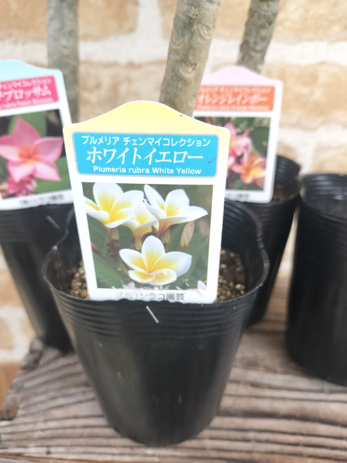 プルメリア4色セット - メルカリ