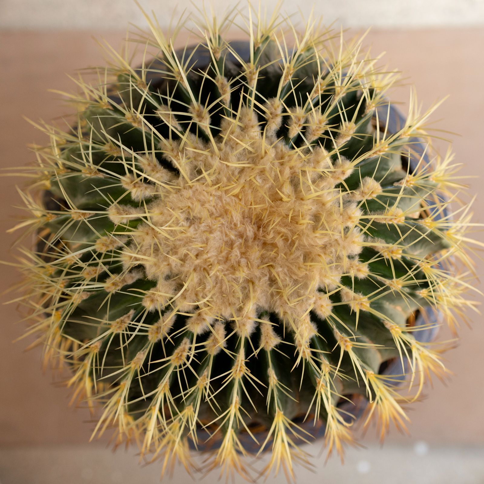 群生株 金鯱 サボテン 12号 グラスファイバーポット キンシャチ 金