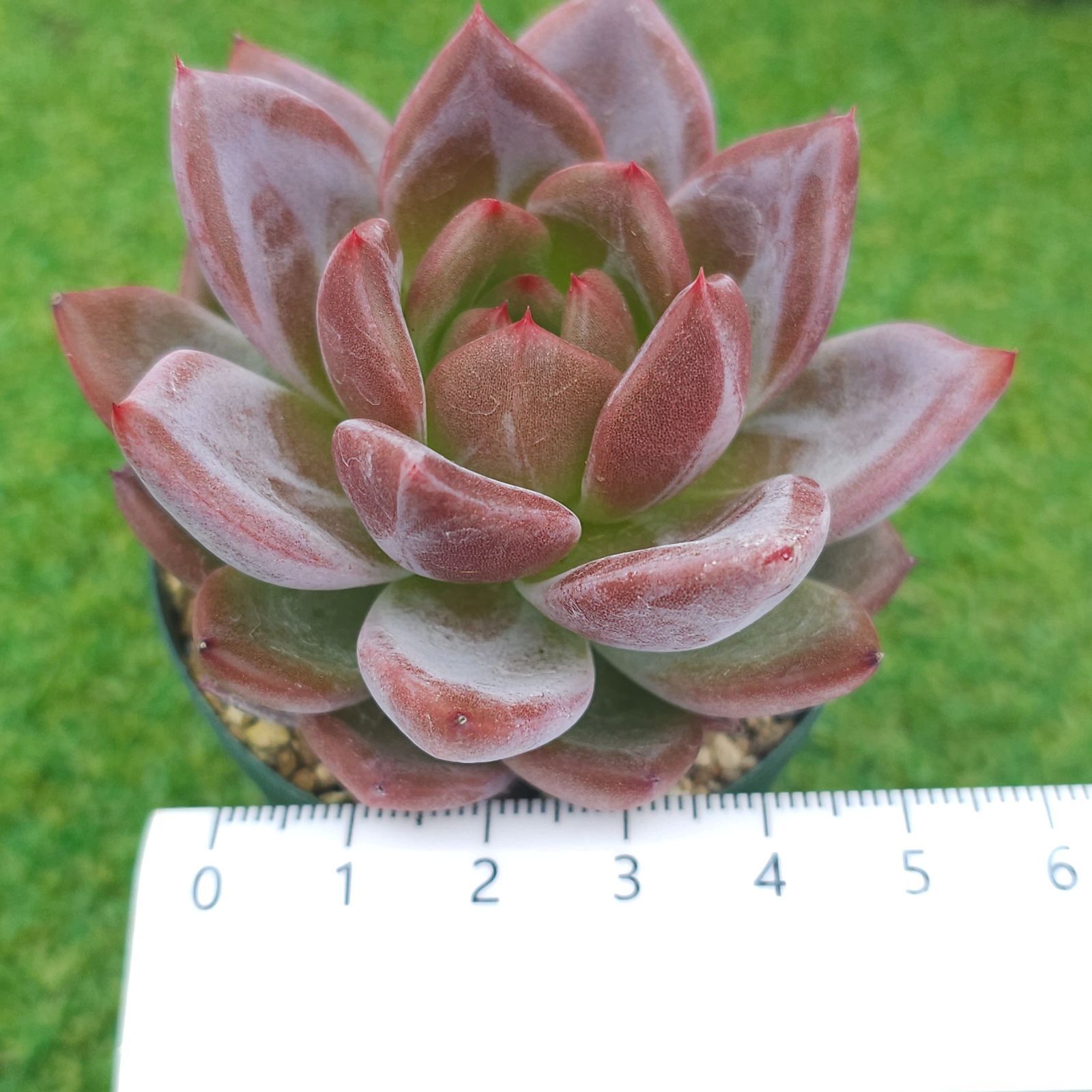 多肉植物。実生苗。ラウリンゼ×ロメオ - メルカリ