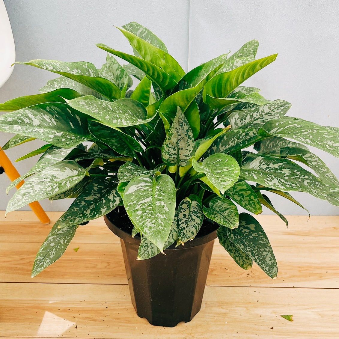 現品］【珍しい】21番 スキスマトグロッティス スコルテクニー 7号