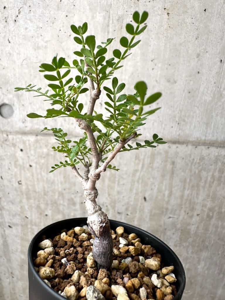 現品限り】オペルクリカリア・パキプス 根挿し【AE15】 Operculicarya