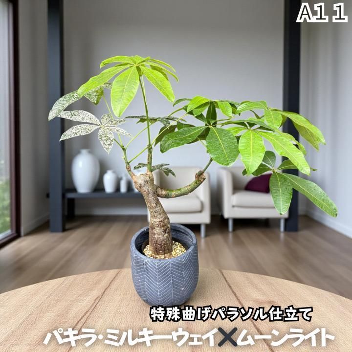 パキラ ミルキーウェイ 1 パキラ ミルキーウェイ 1 - メルカリ