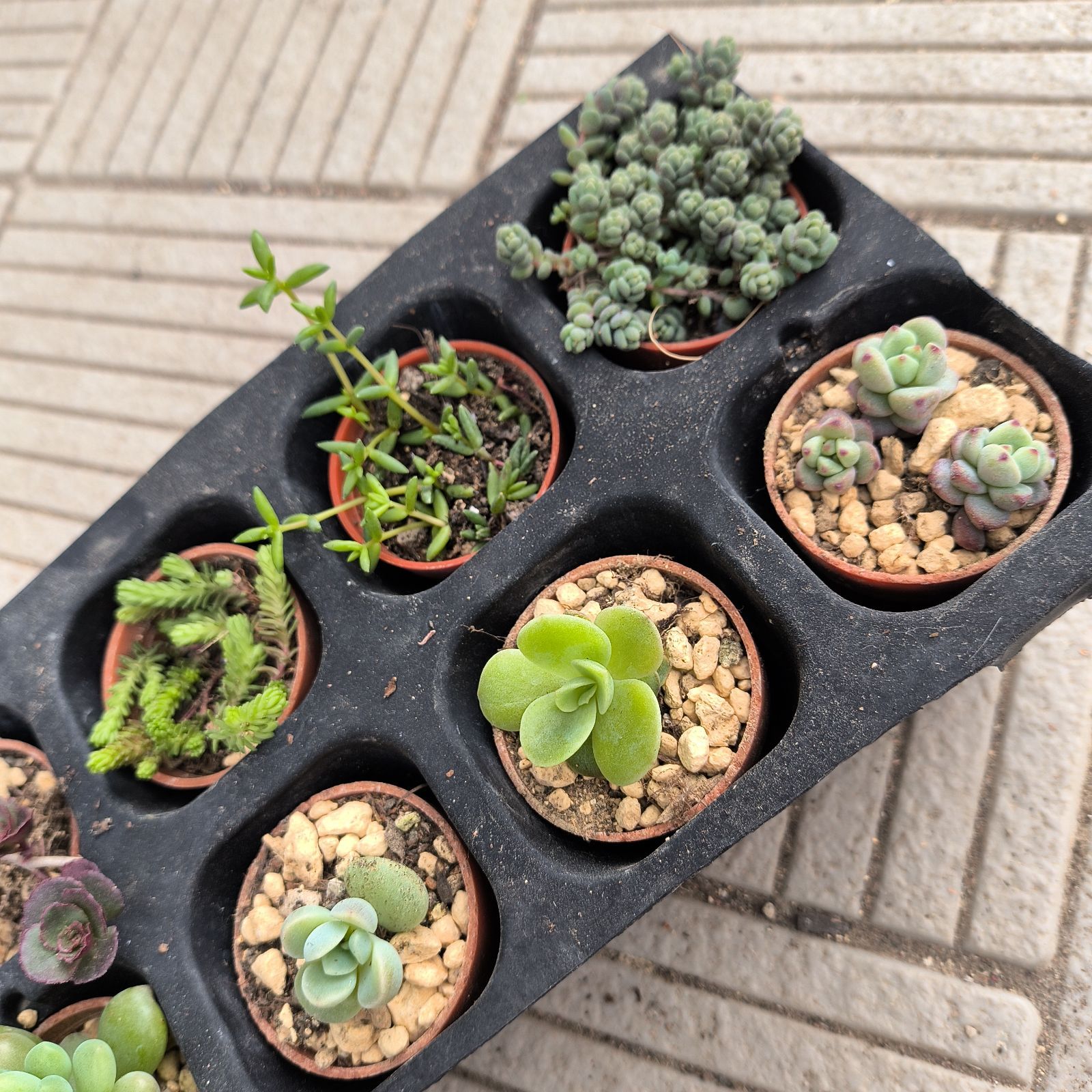 多肉植物ミニ苗10種類セット 【公式通販】