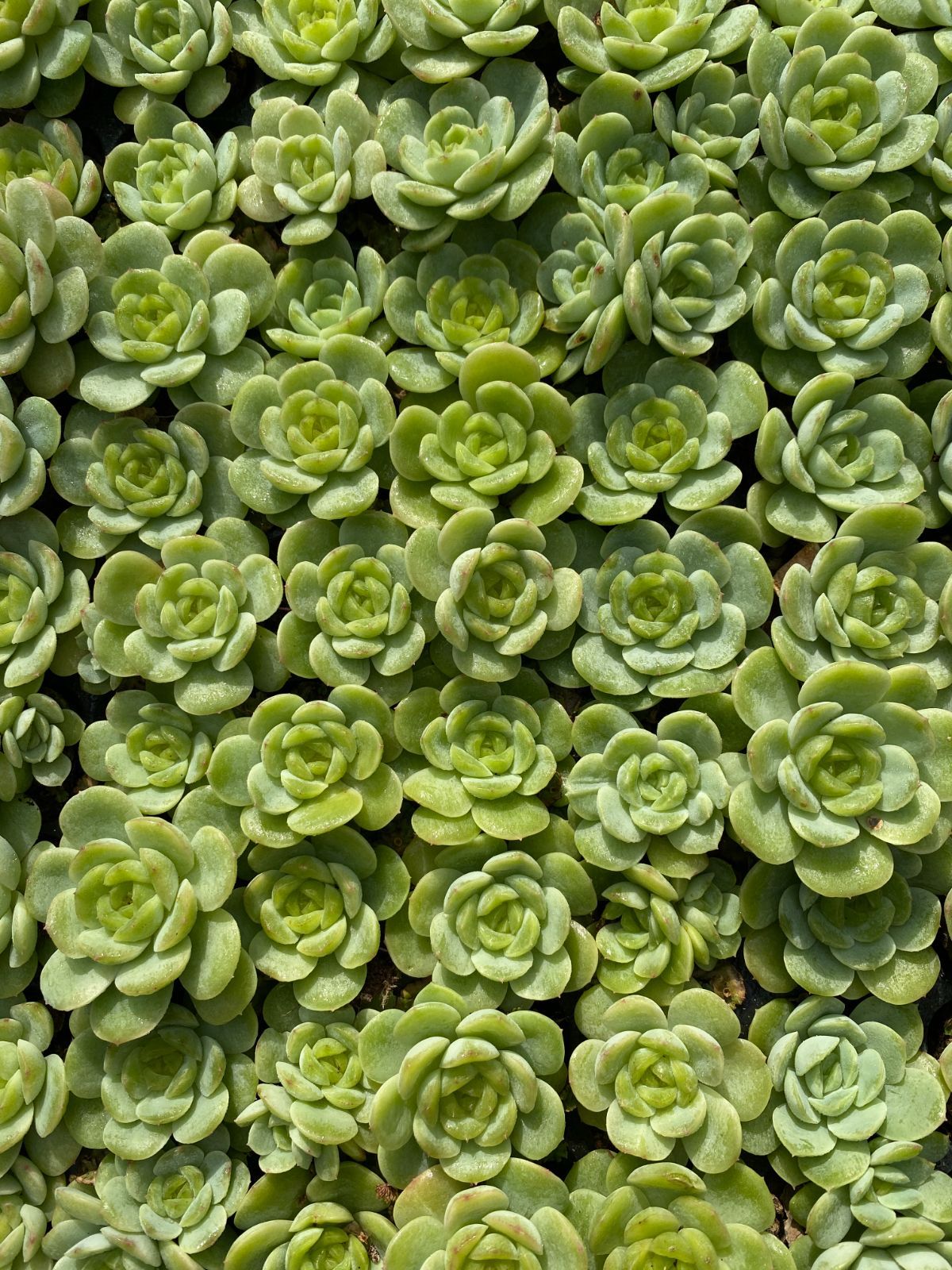 新発売 XQS129 ベビーグリーン 105苗セット 土と根付き 多肉植物