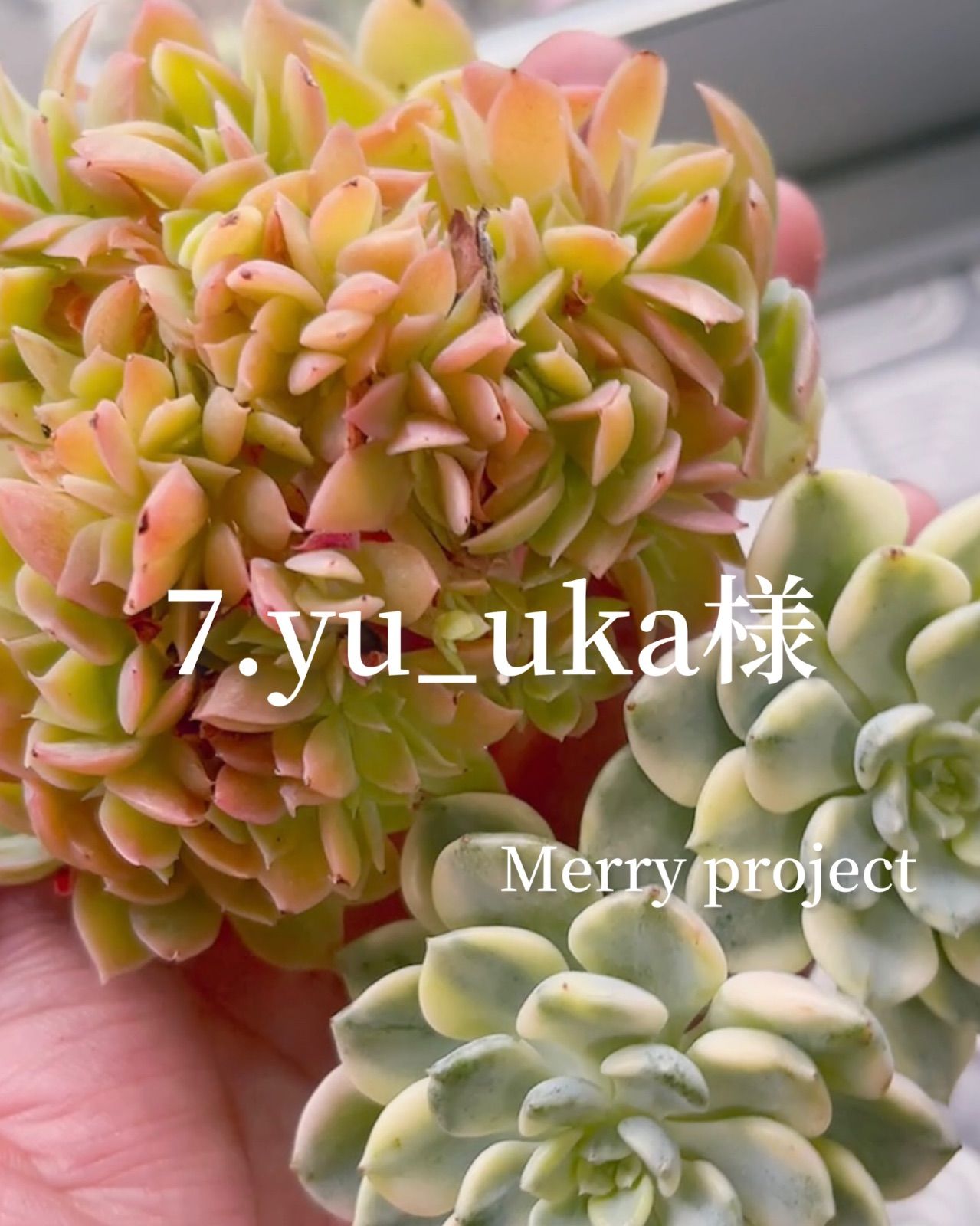 7.yu_uka様