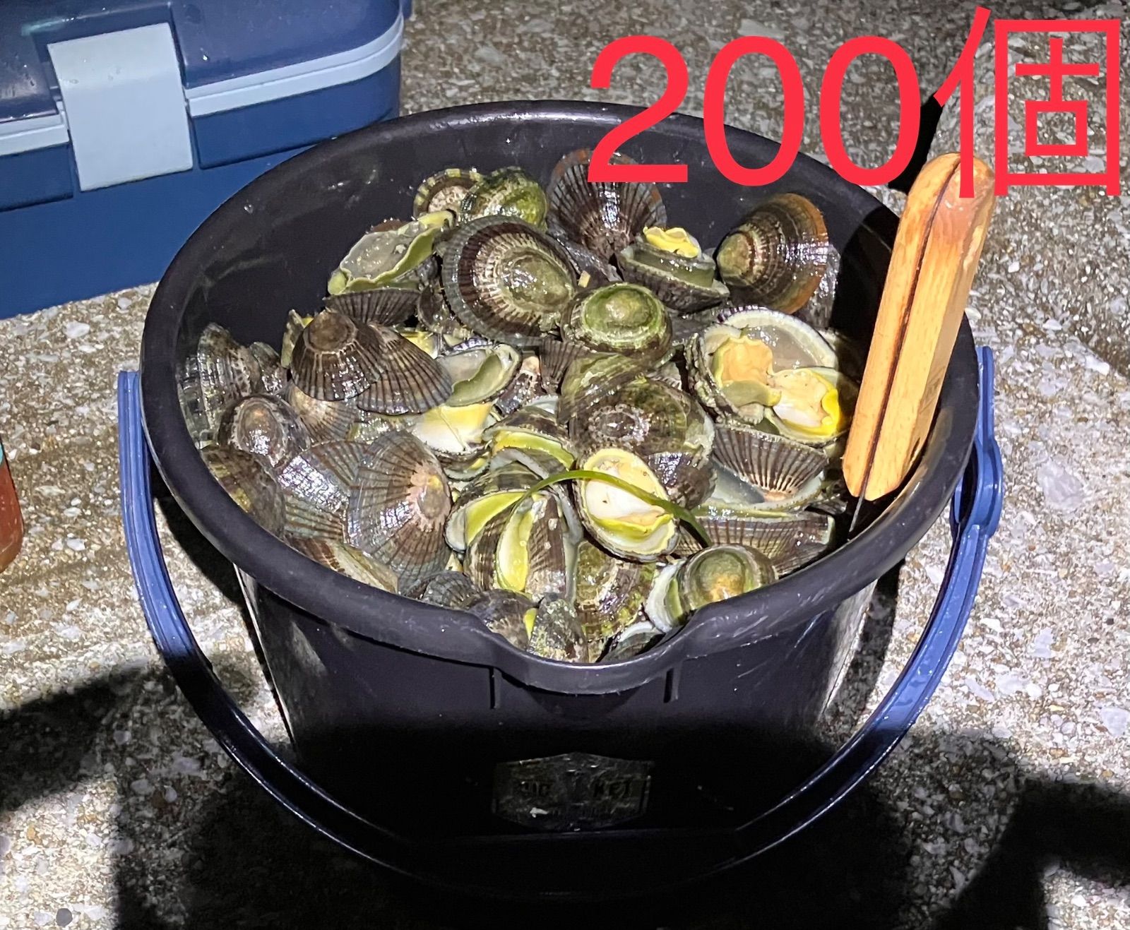 冷凍マツバ貝200個 石鯛 黒鯛 釣り餌 ジンガサ - メルカリ