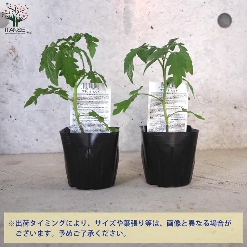 赤実