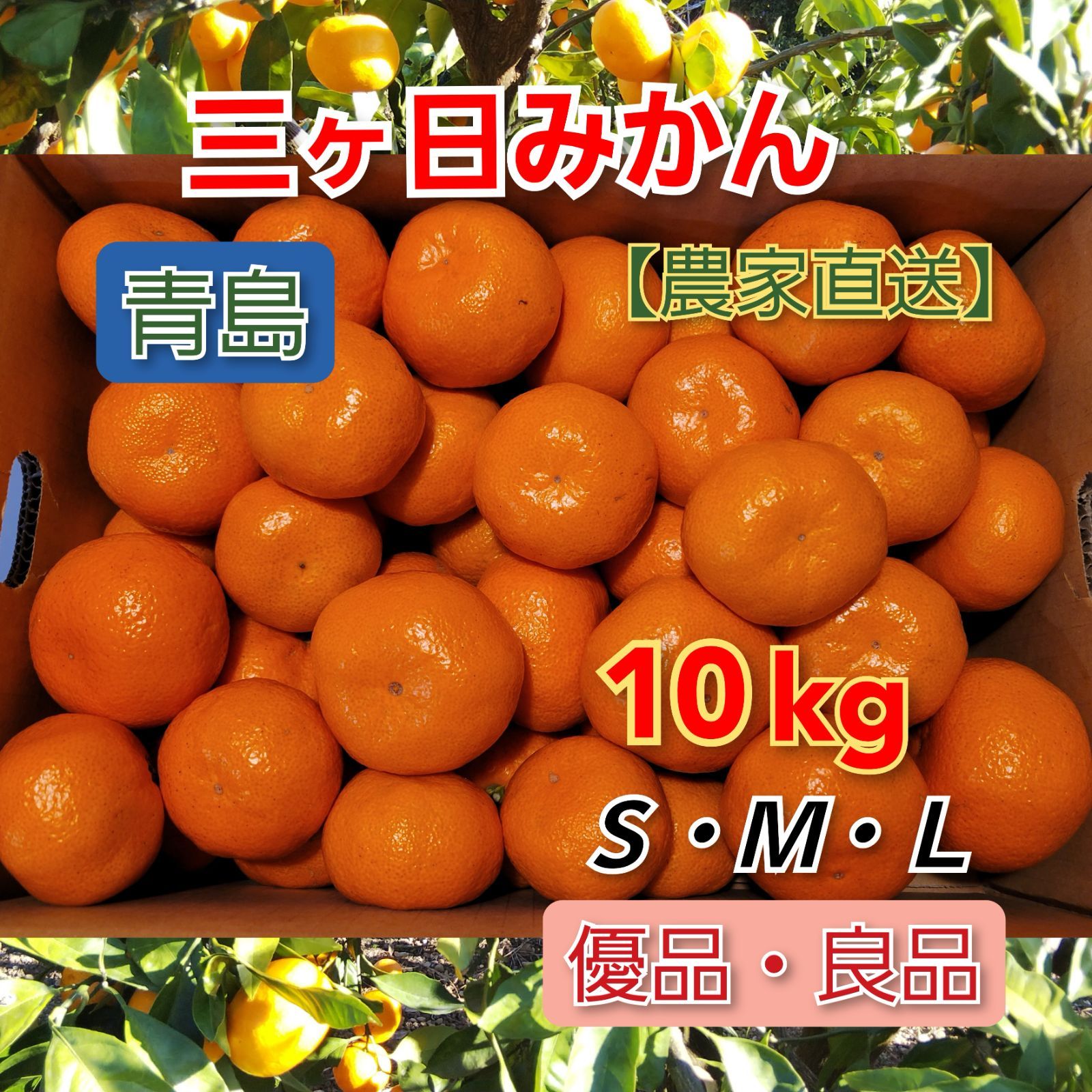 三ケ日みかん 青島 １０キロ 送料無料