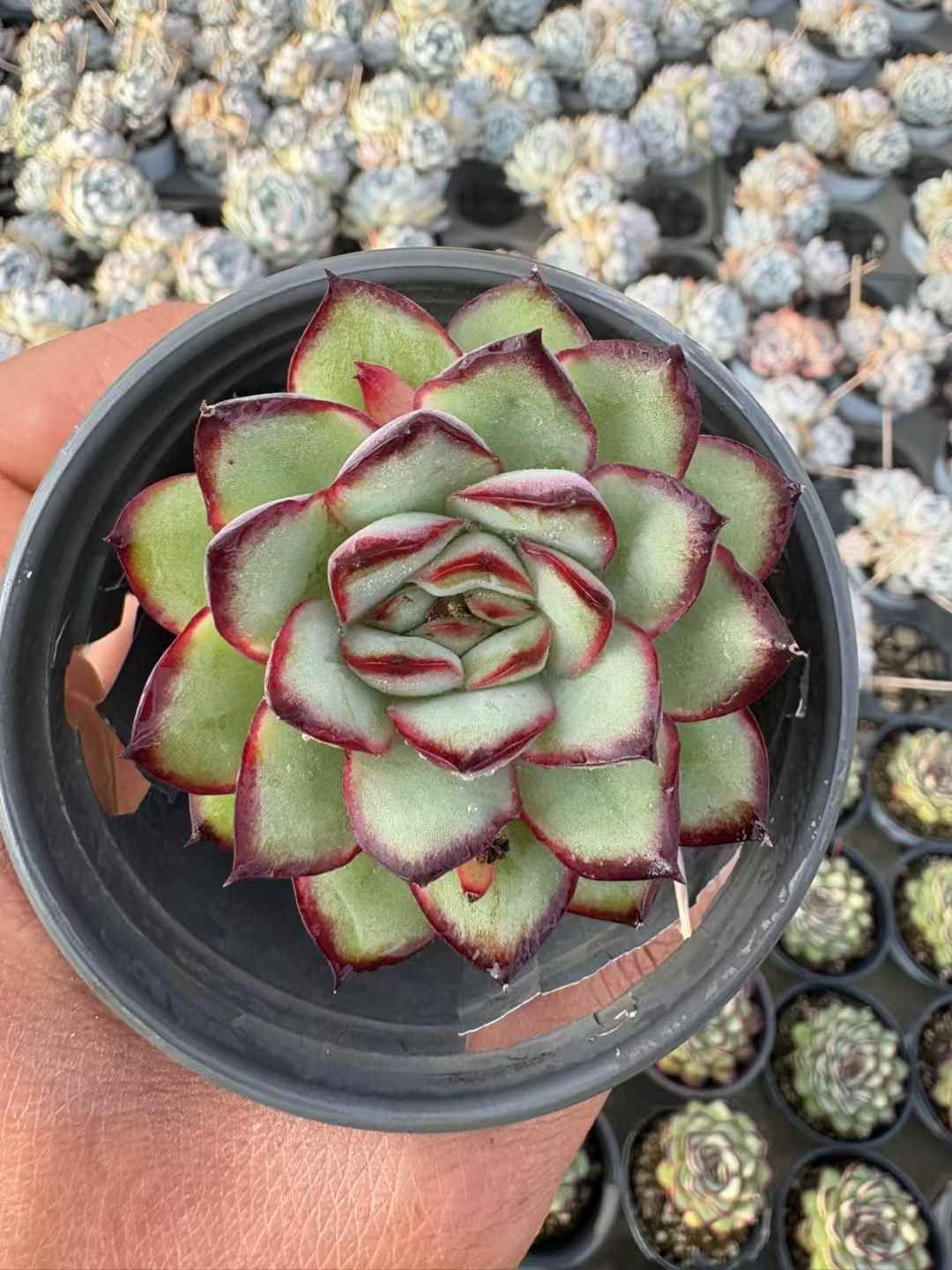 36株の抜き苗セット】レッドエッジ 多肉植物 佐川急便発送 エケベリア