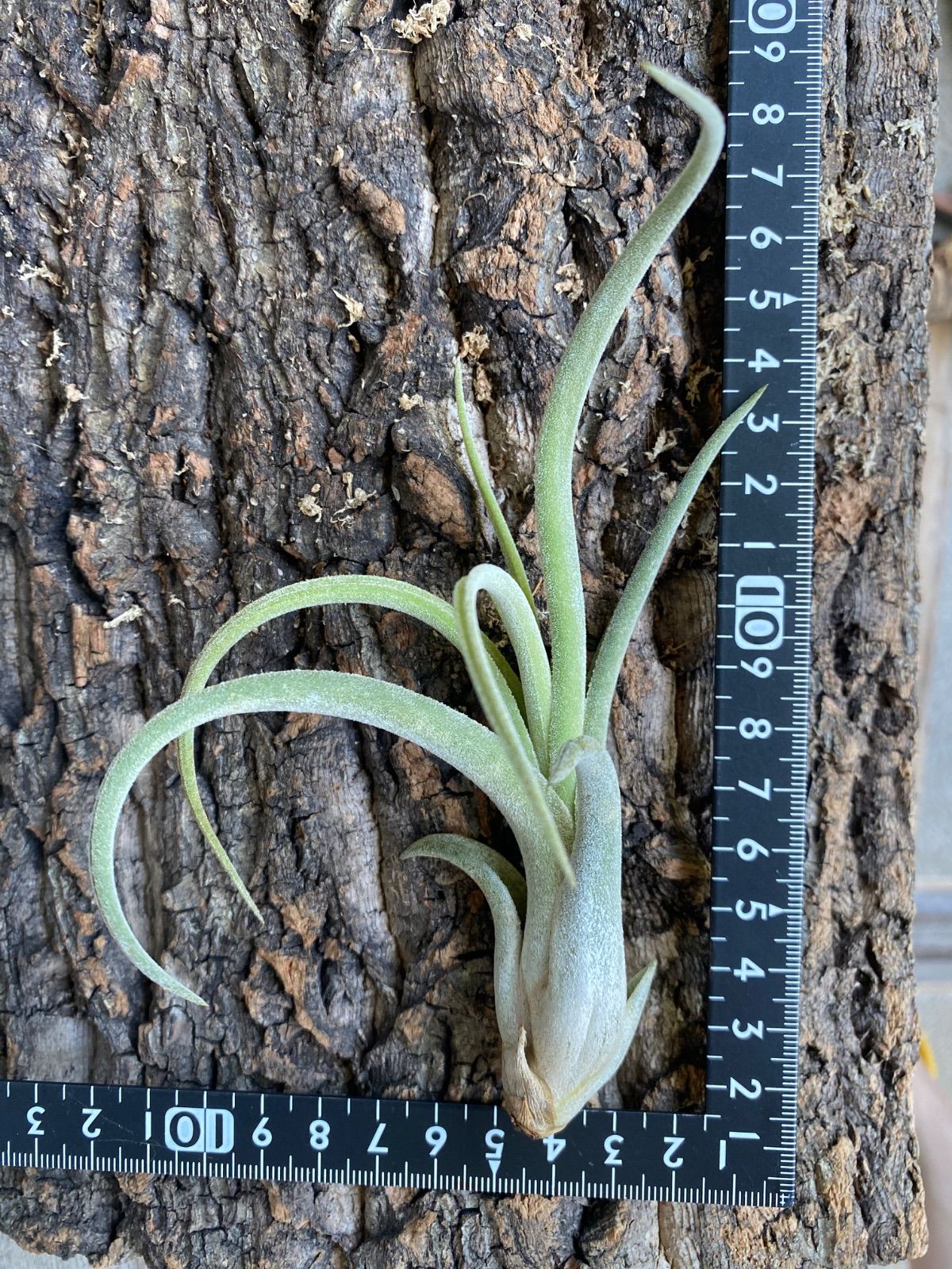 Tillandsia ‘El Guapo’