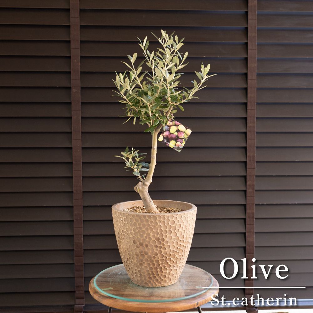 創樹 オリーブ Olive セントキャサリン 盆栽 SOUJU St.Catharine