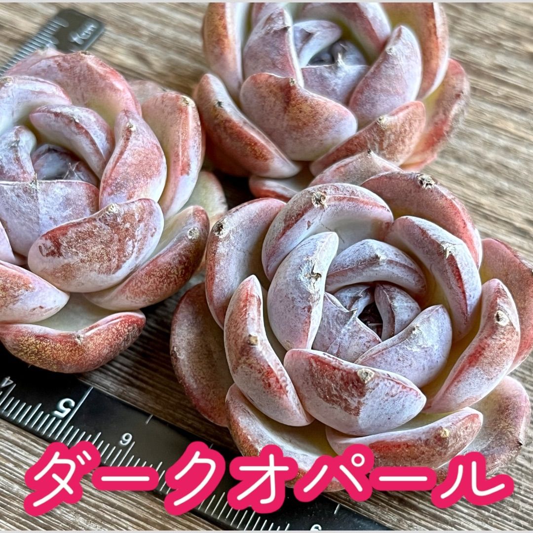 多肉植物11 ダークオパール&2苗 エケベリア 韓国苗